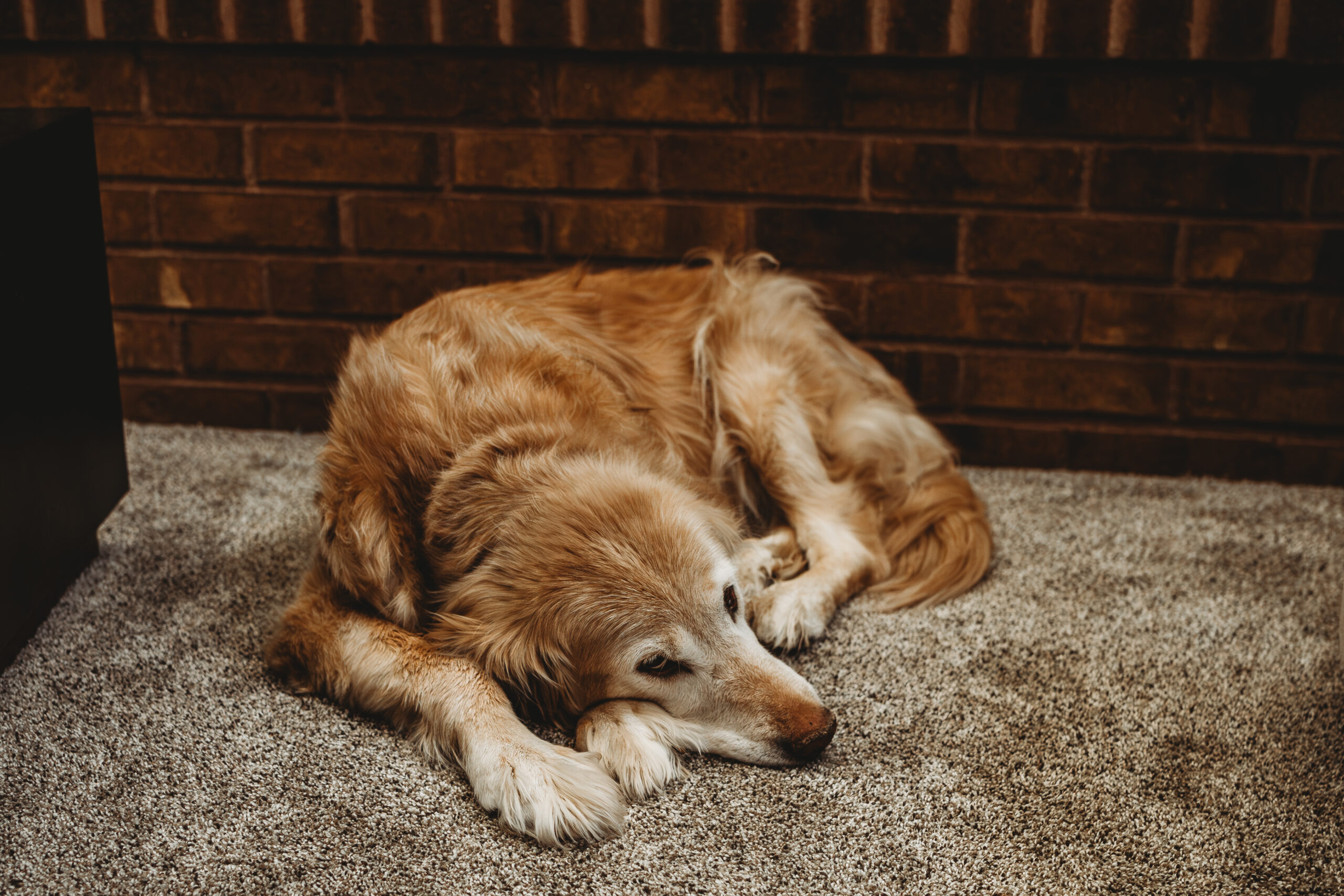 The family golden retriever resting at home